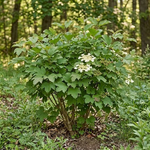 Viburnum trilobum 'Alfredo'
