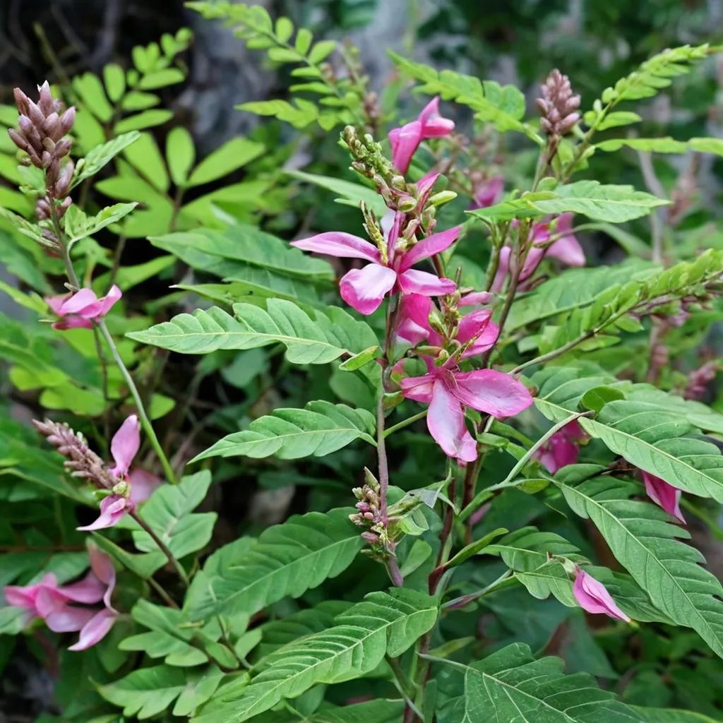 Indigofera heterantha