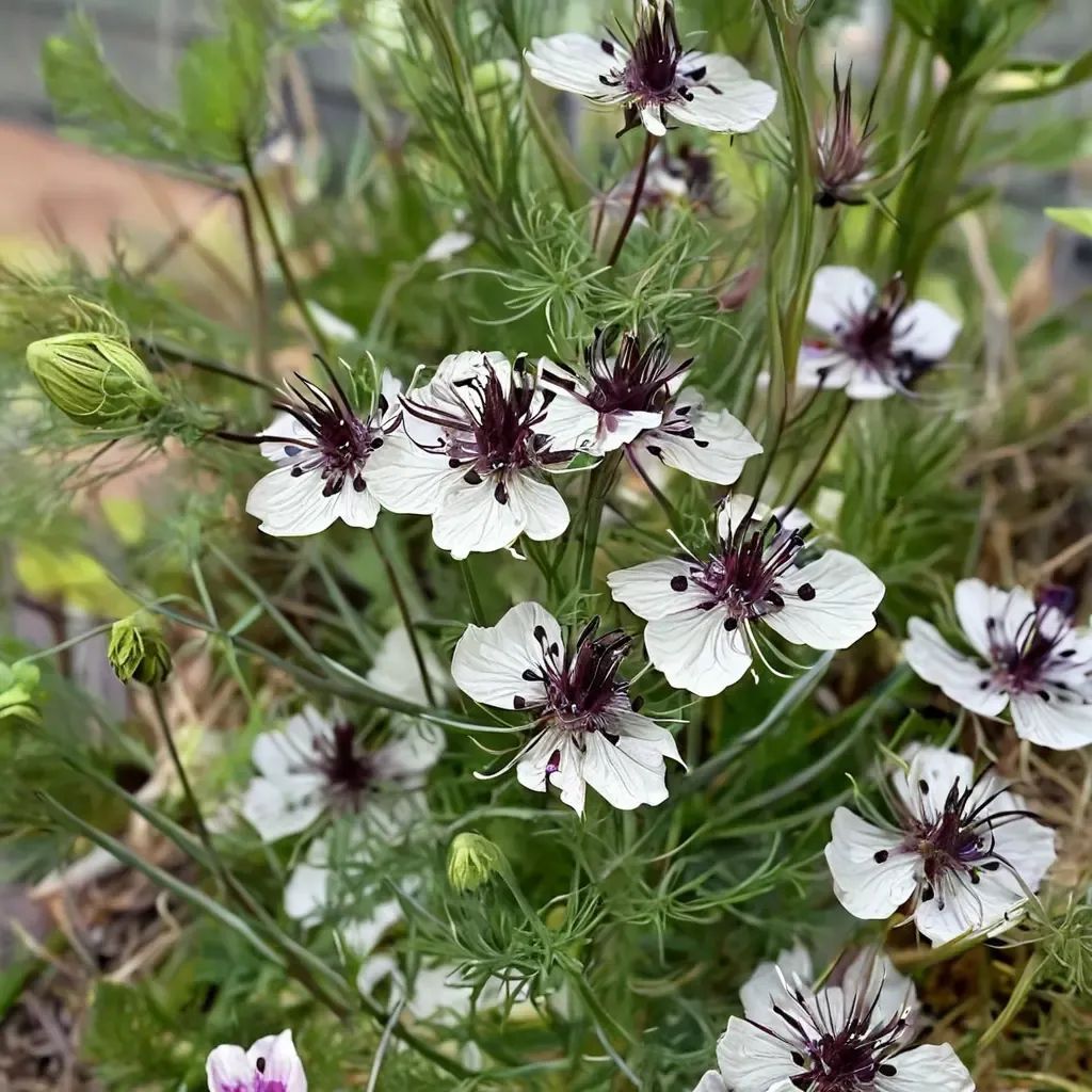 Nigella hispanica 'Alabaster'