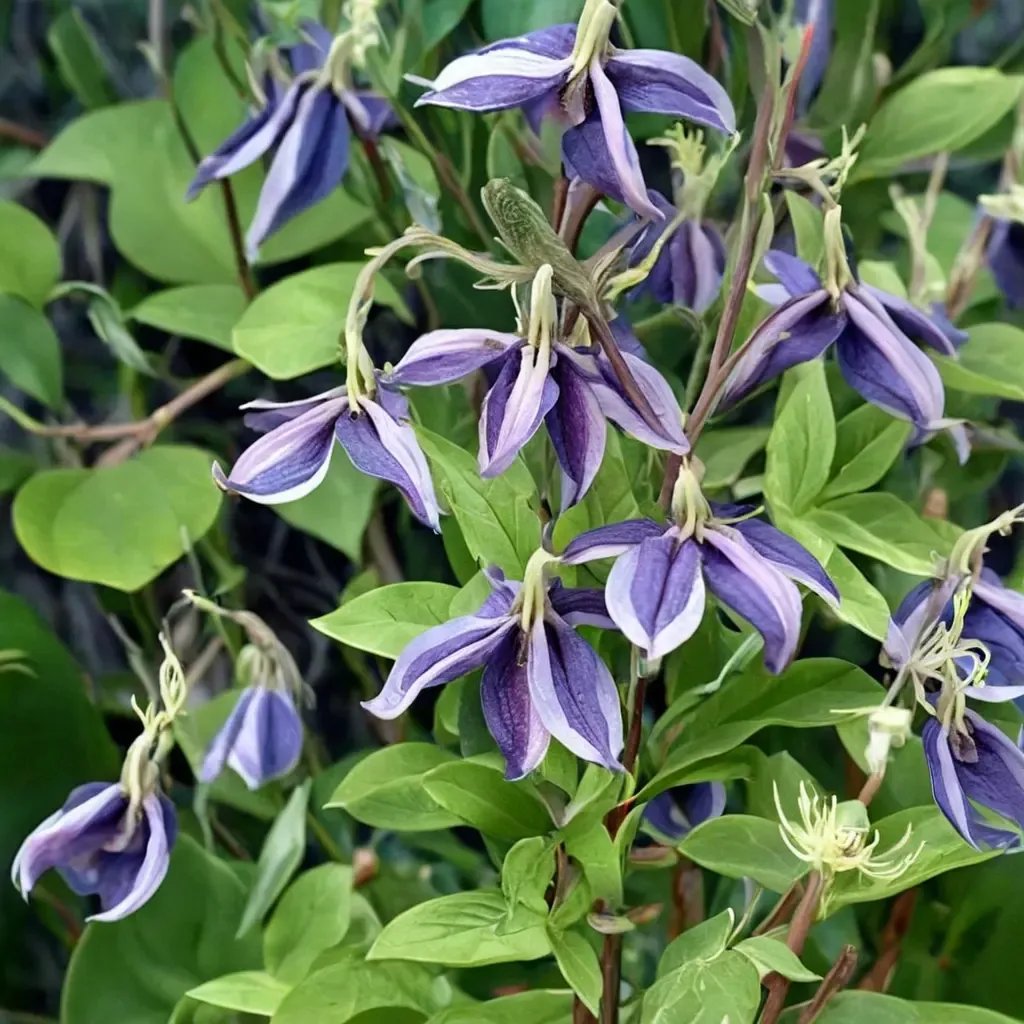 Clematis viticella 'Fascination'