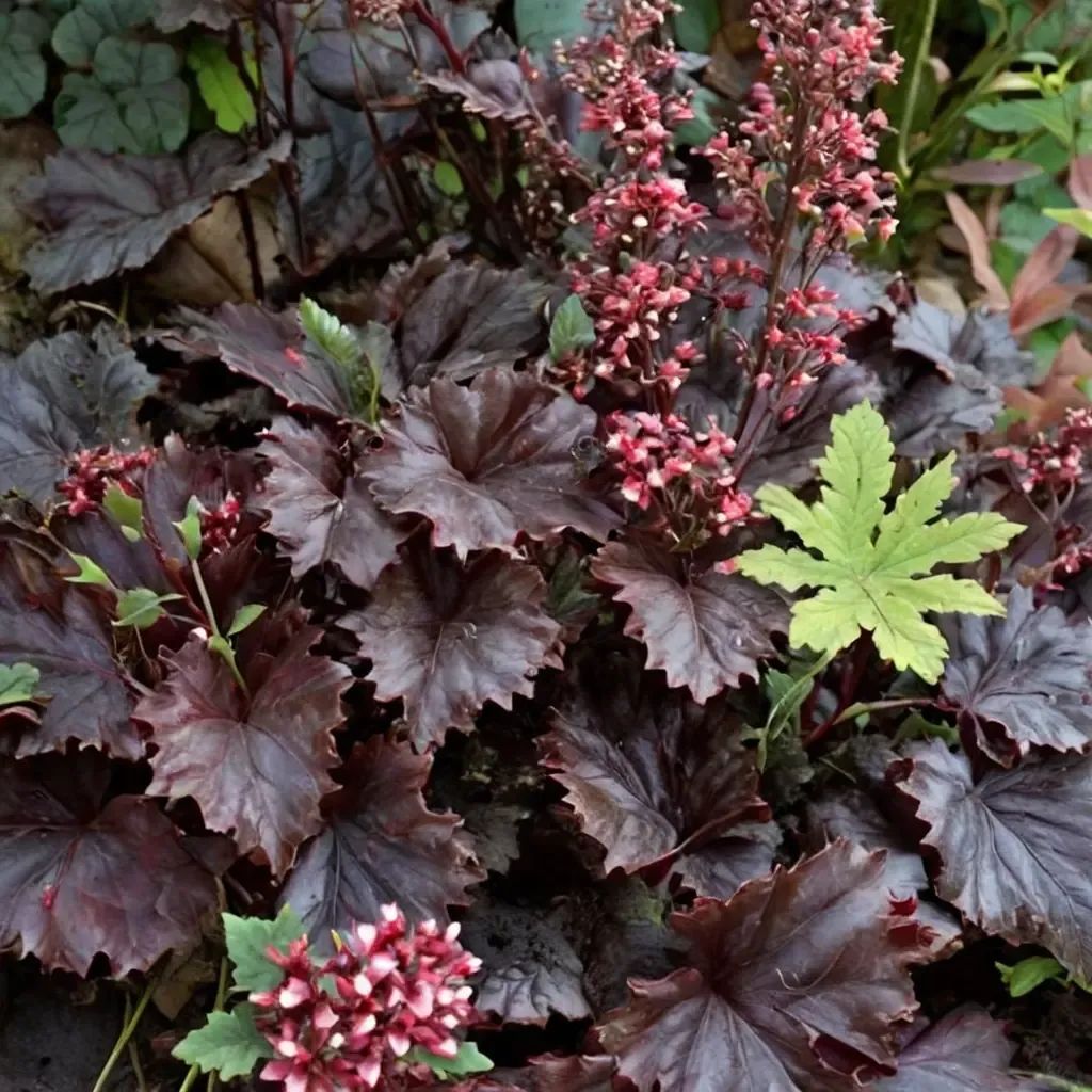 Heuchera x hybrida 'Black Taffeta'