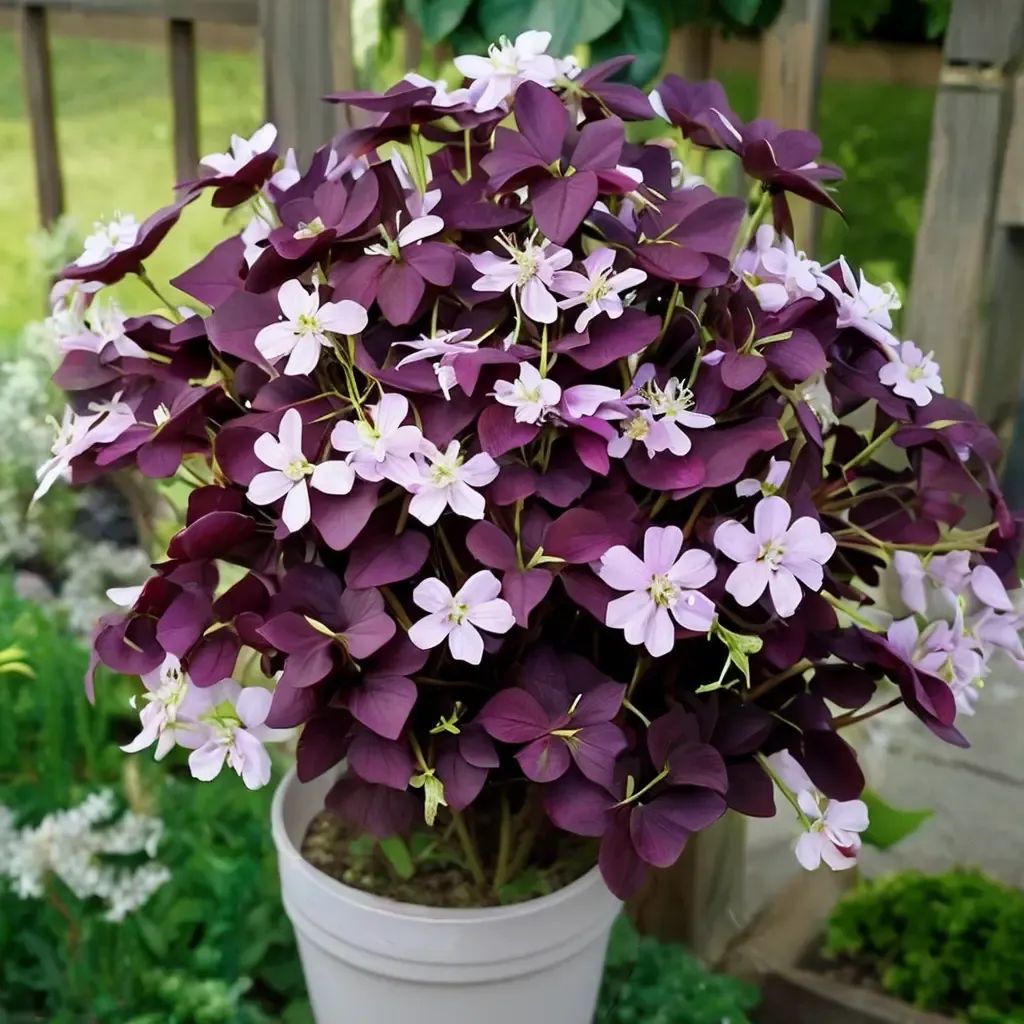 Oxalis triangularis 'Burgundy'