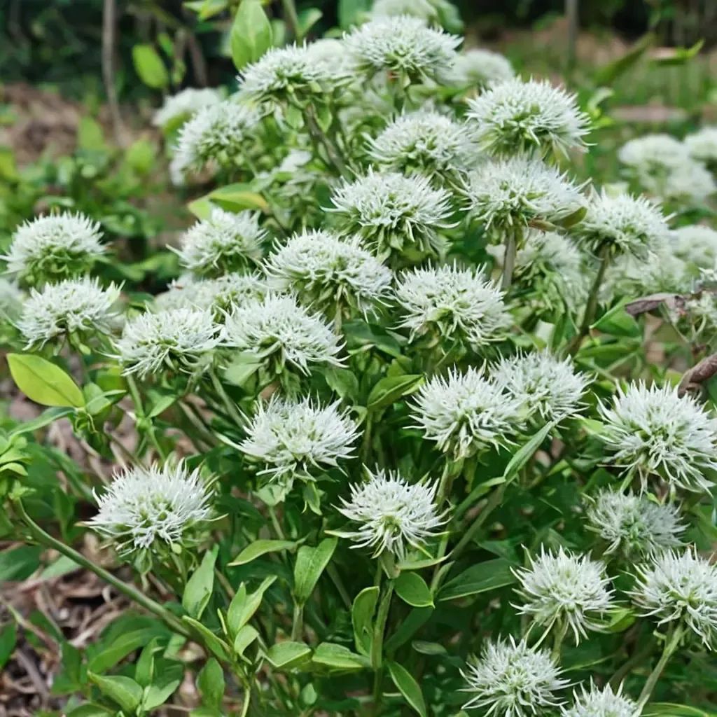 Pycnanthemum flexuosum