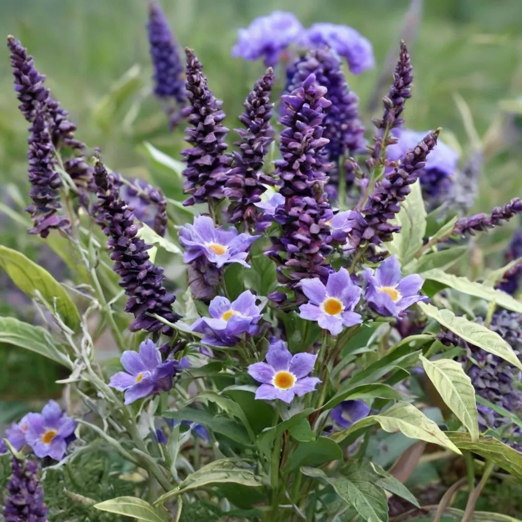 Buddleia davidii 'Empire Blue'