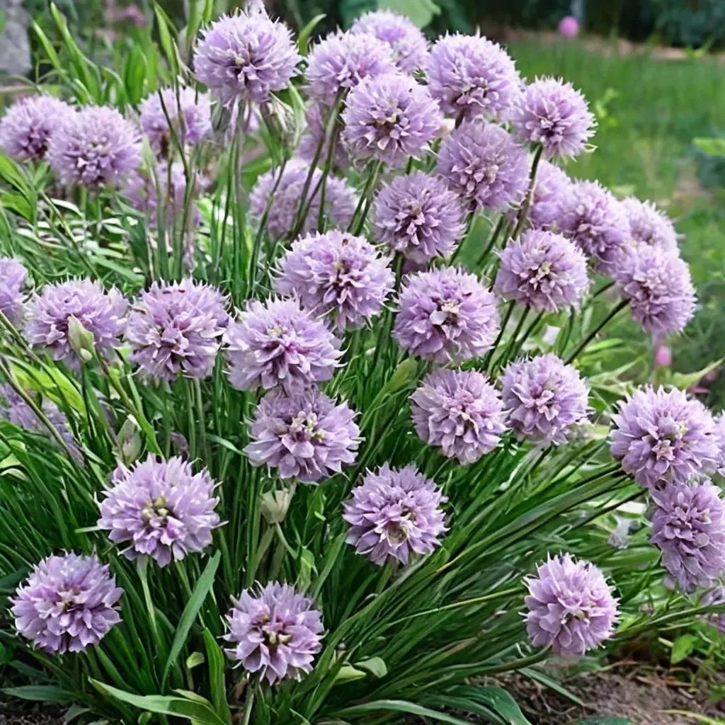 Allium giganteum 'Pink Planet'