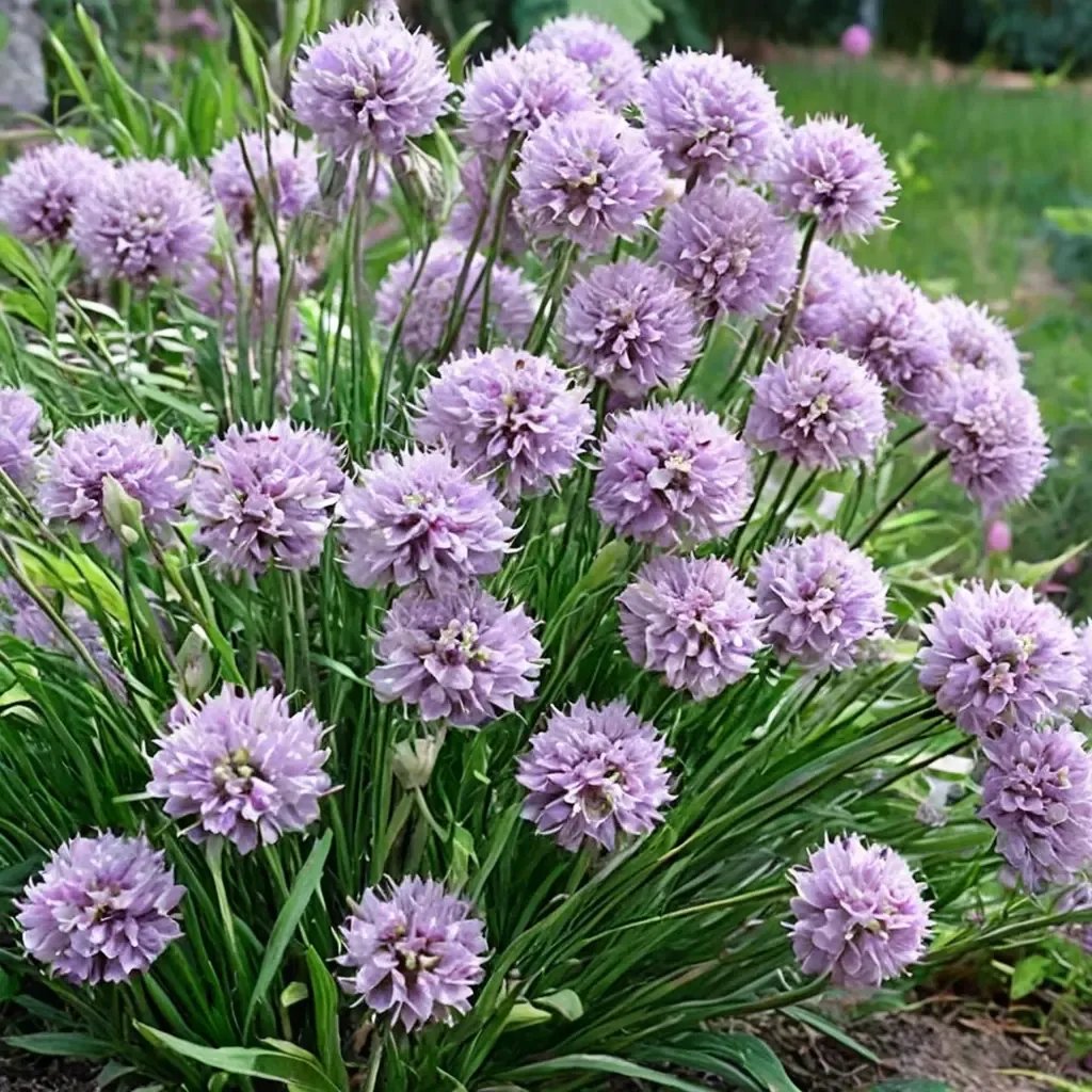 Allium giganteum 'Pink Planet'