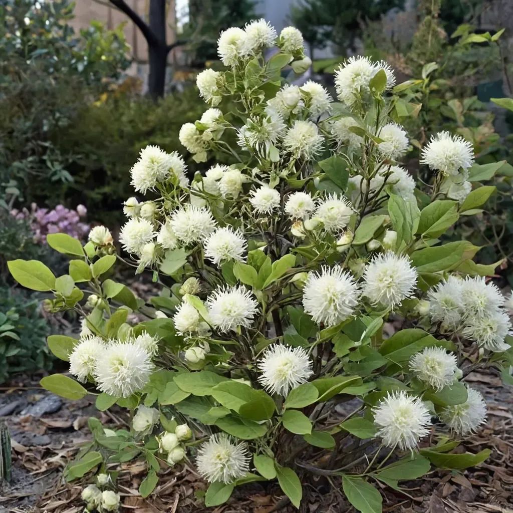 Fothergilla major 'Mt Airy'