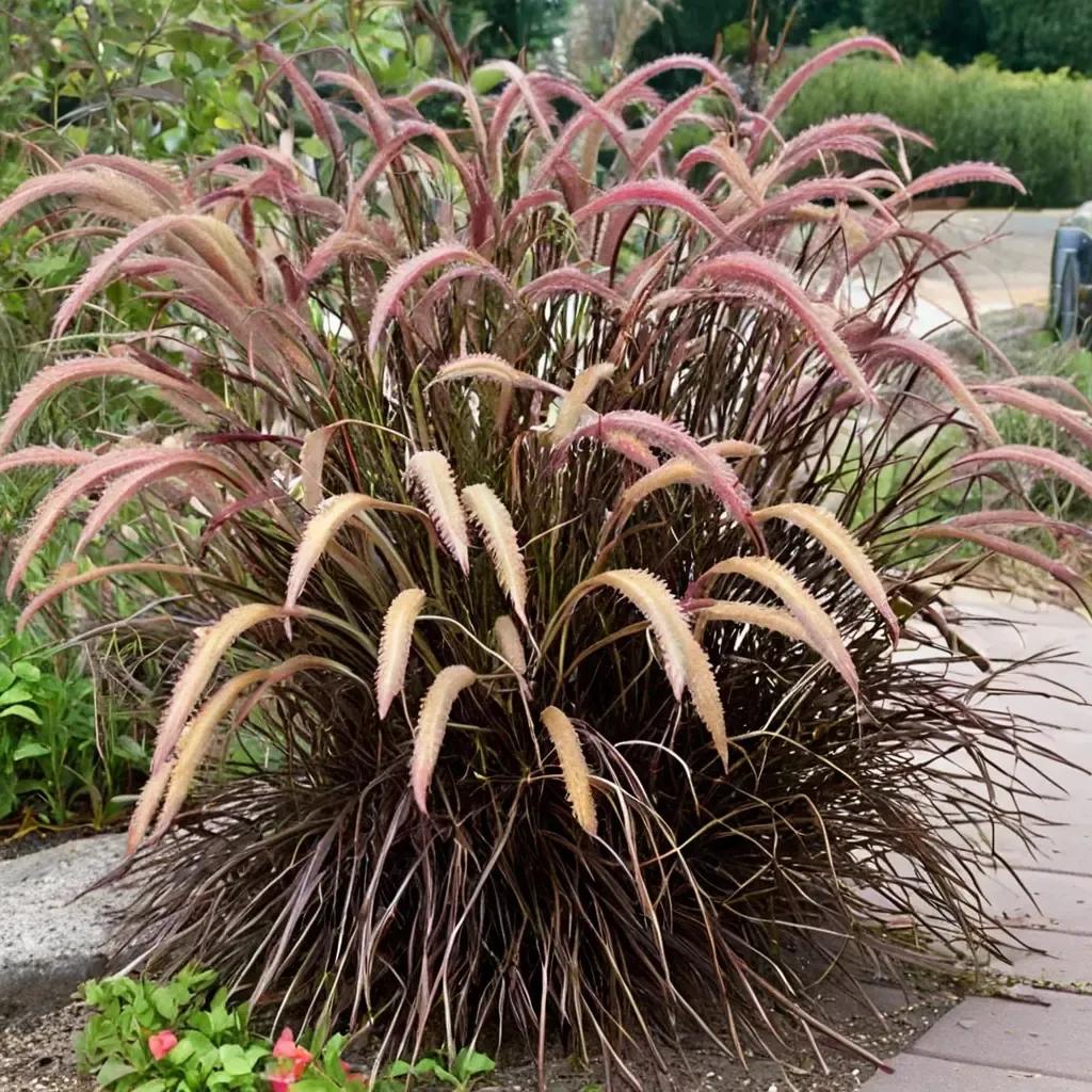 Fountain Grass