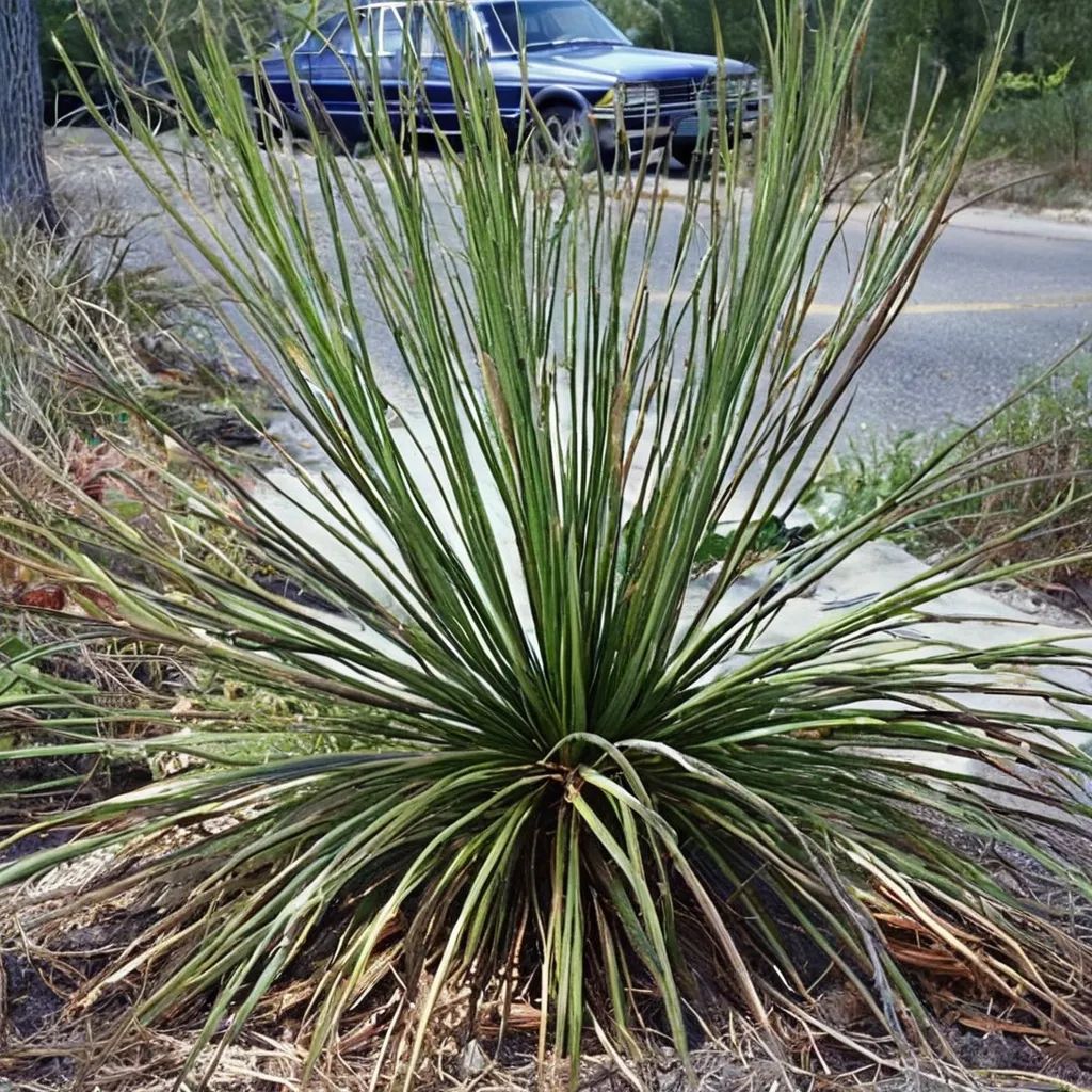 Dasylirion texanum