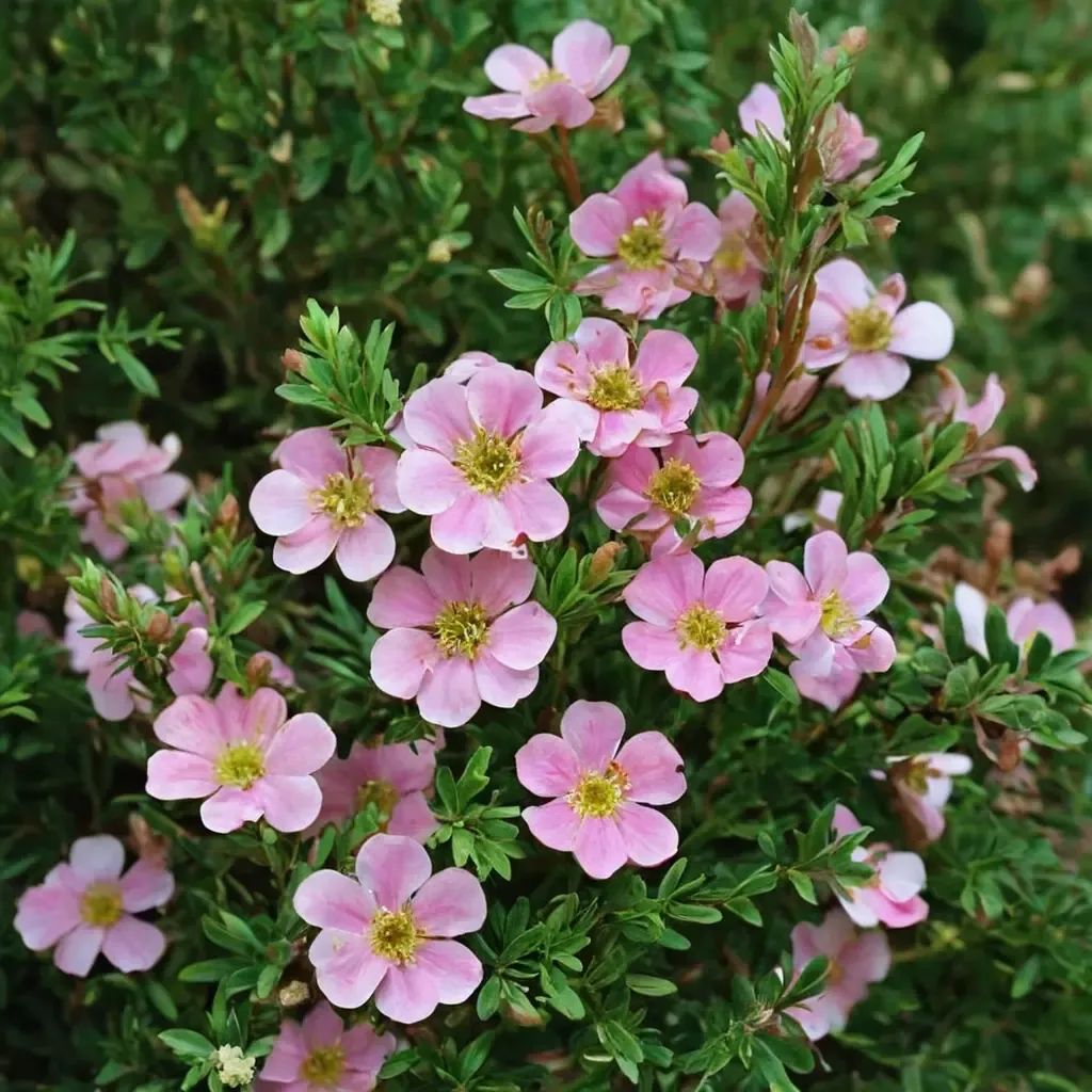 Potentilla fruticosa 'Pink Beauty'