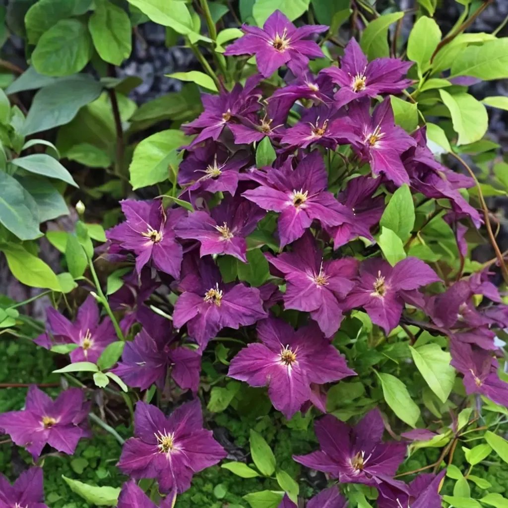 Clematis x jackmanii 'Grunwald'