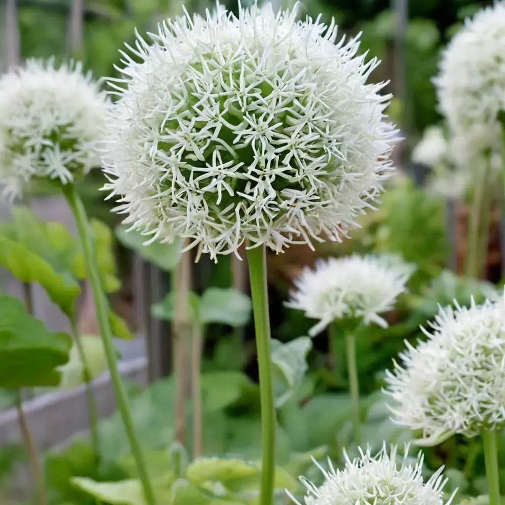Allium gratisimum 'Mount Everest'
