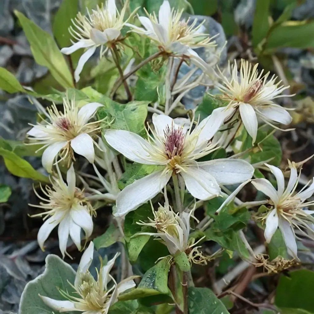 Clematis vitalba 'Poet'