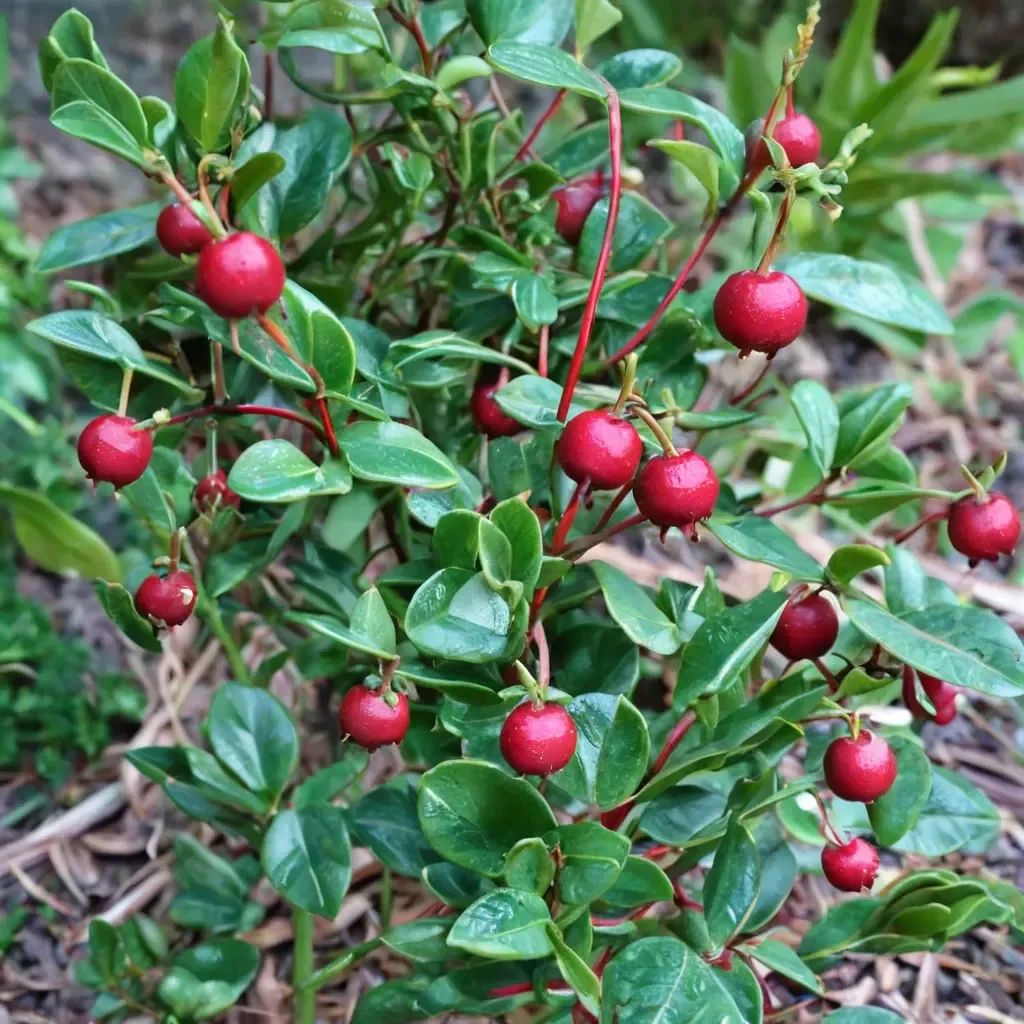 Ugni molinae