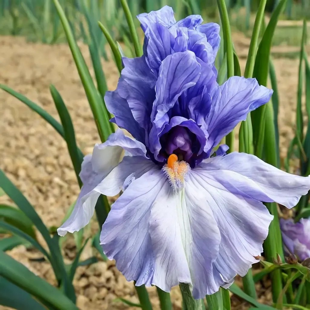 Iris x germanica 'Villa Erba'