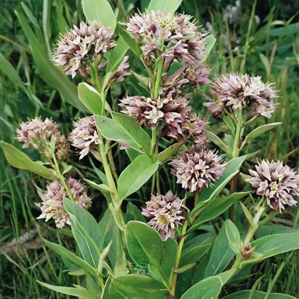 Asclepias syriaca