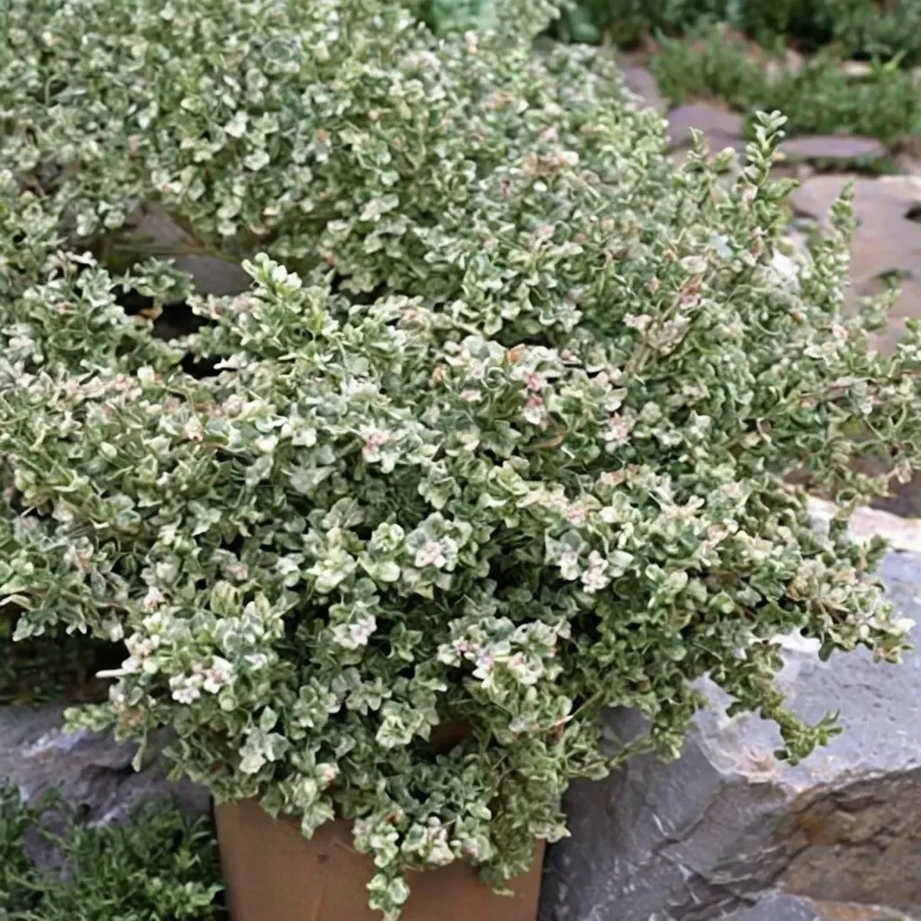 Thymus x citriodorus 'Silver Queen'