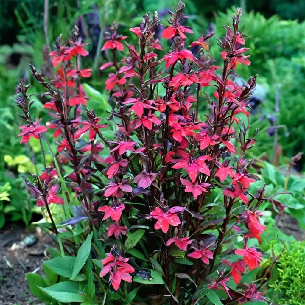 Lobelia x hybrida