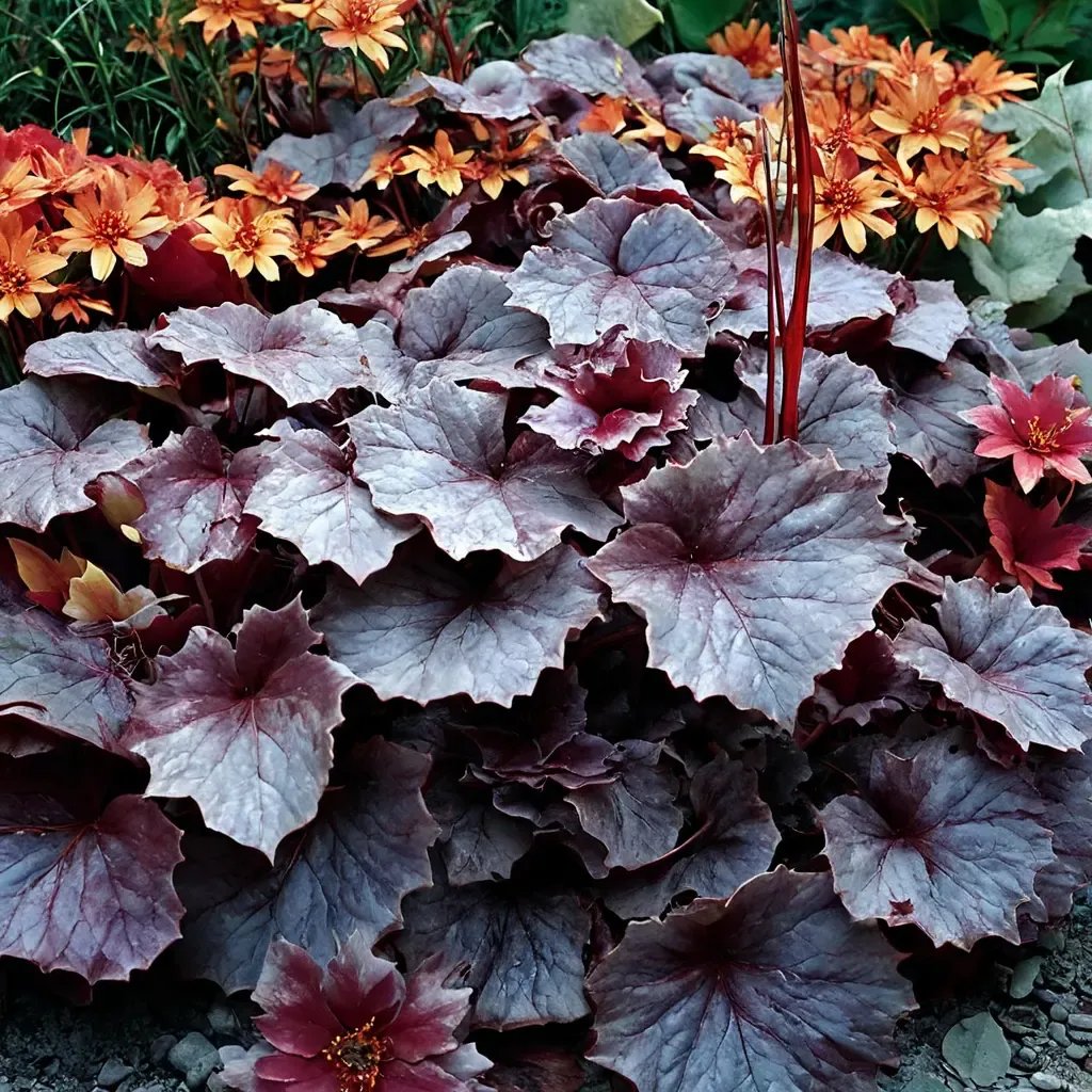 Heuchera x brizoides 'Northern Exposure Black'