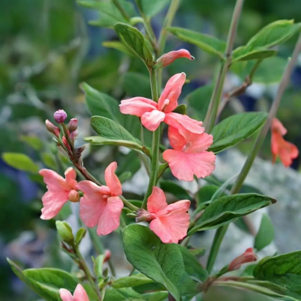 Salvia greggii 'Peach La Encantada'