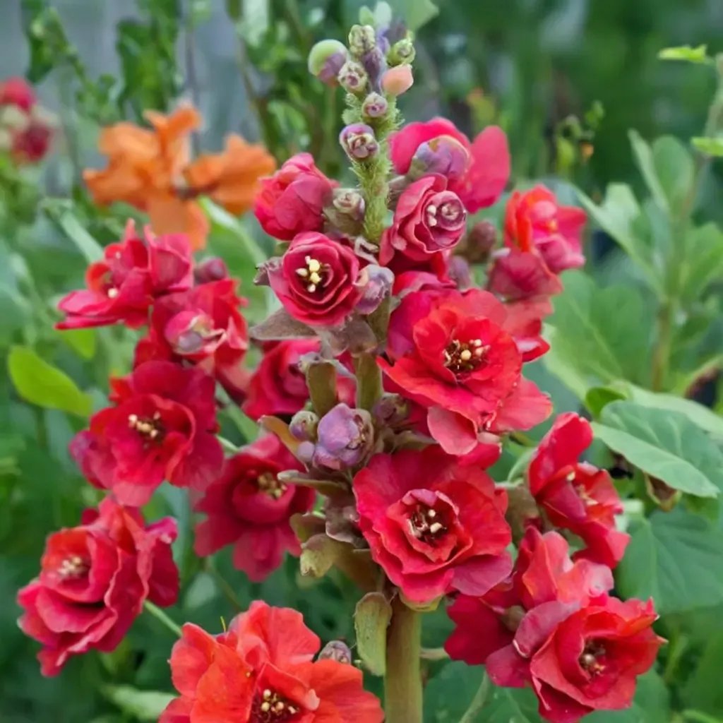 Antirrhinum majus 'Double Azalea Red'