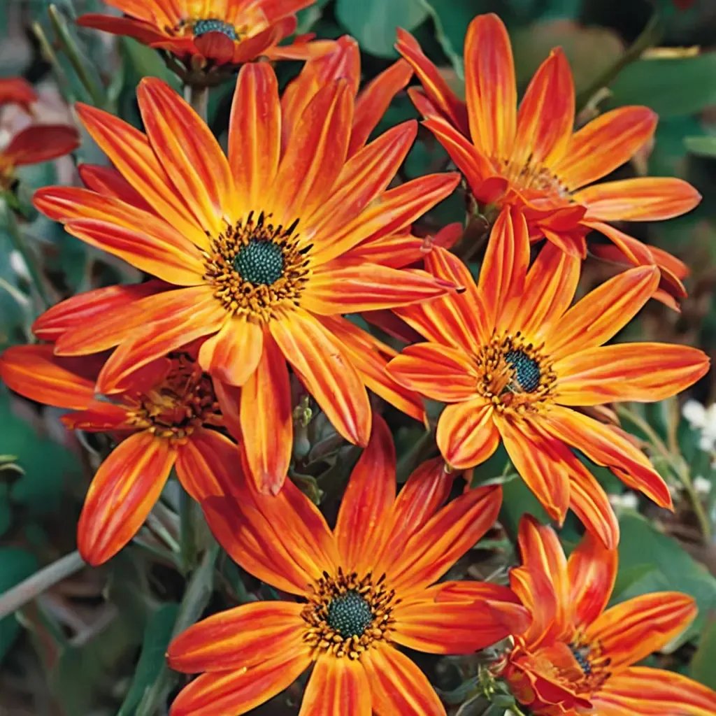 Arctotis arctotis 'Sunset'