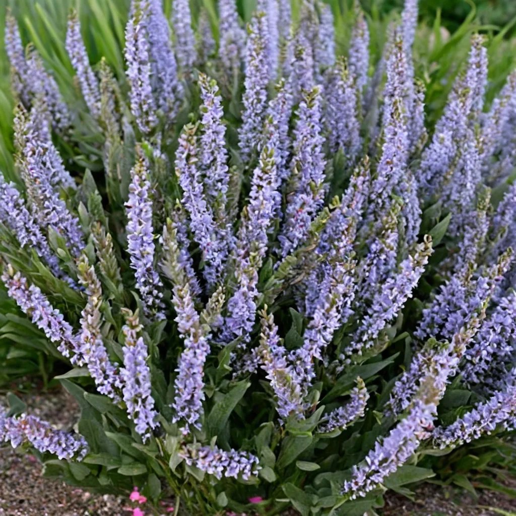 Salvia nemorosa 'Perfect Profusion'