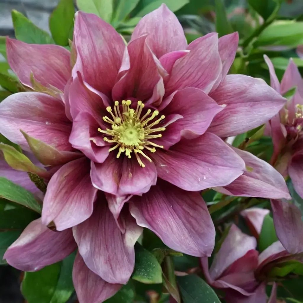 Helleborus niger 'Maid of Honor'
