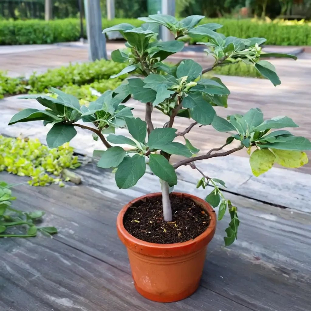 Ficus carica 'Fignomenal'