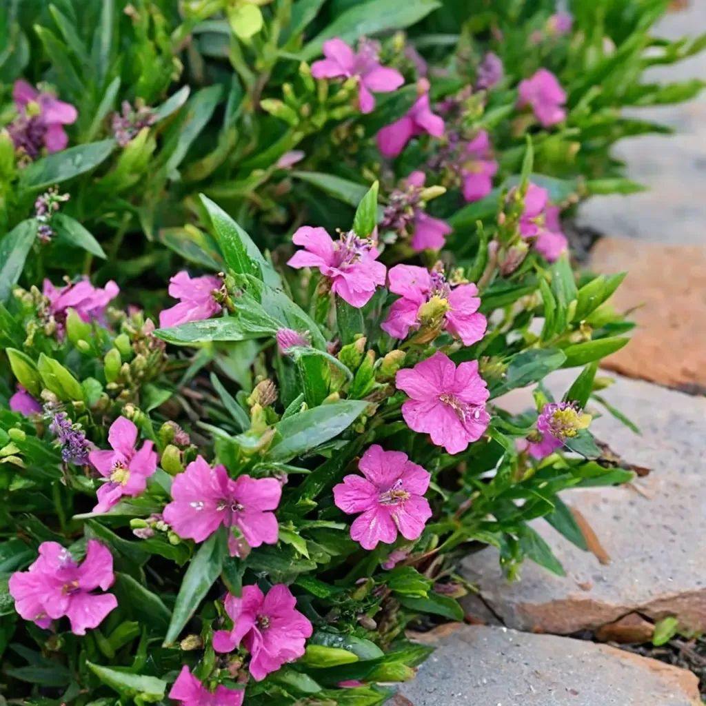 Cuphea hyssopifolia 'Diana'