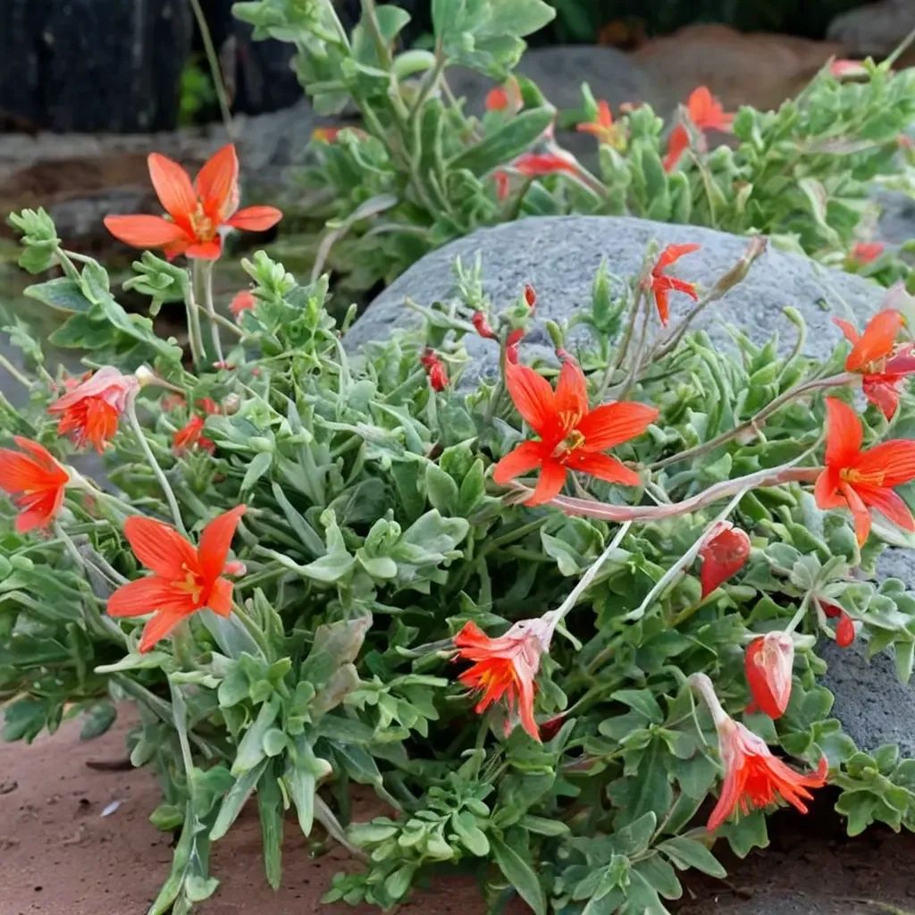 Zauschneria californica 'latifolium'