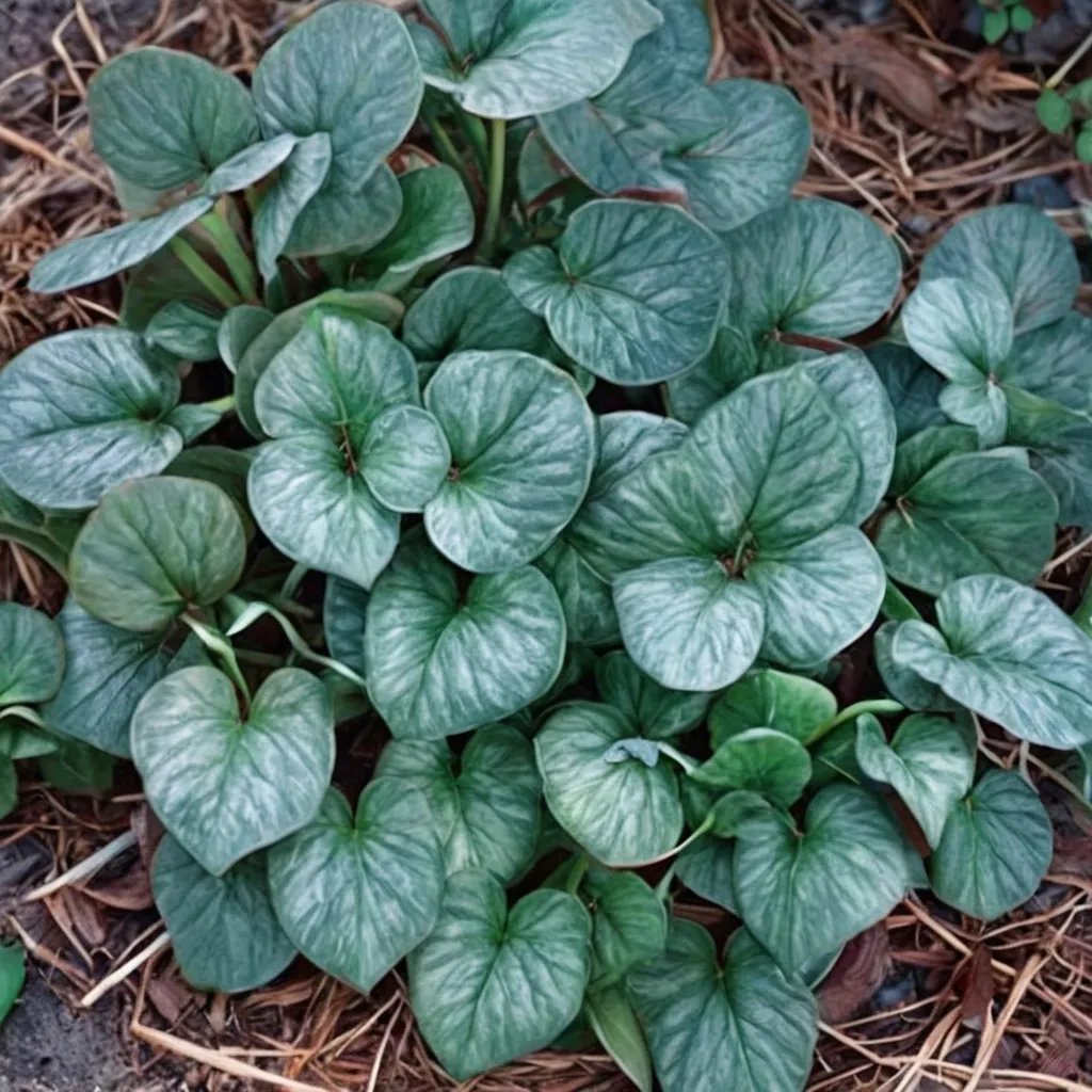 Asarum minus 'Dixie Darling'