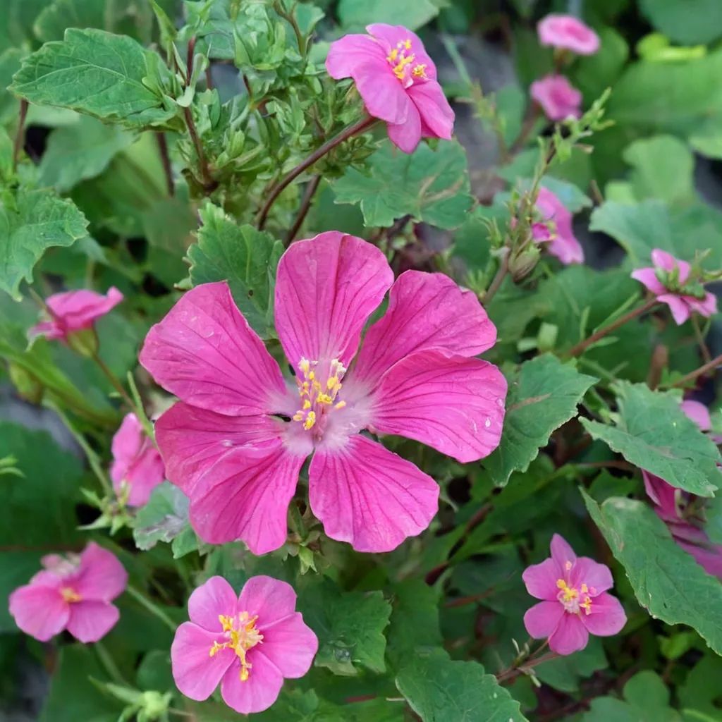 Pavonia lasiopetala
