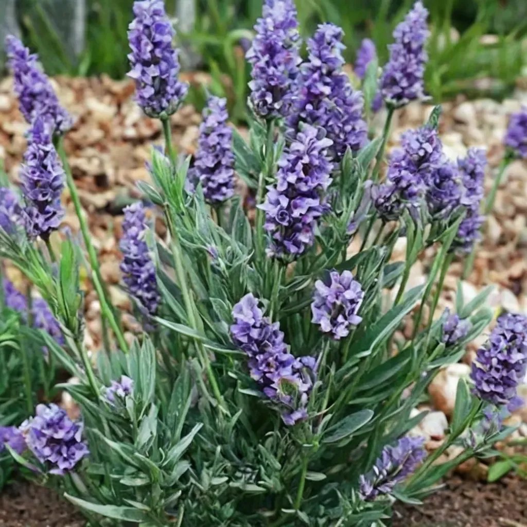 Lavandula angustifolia 'Lavenite Petite'