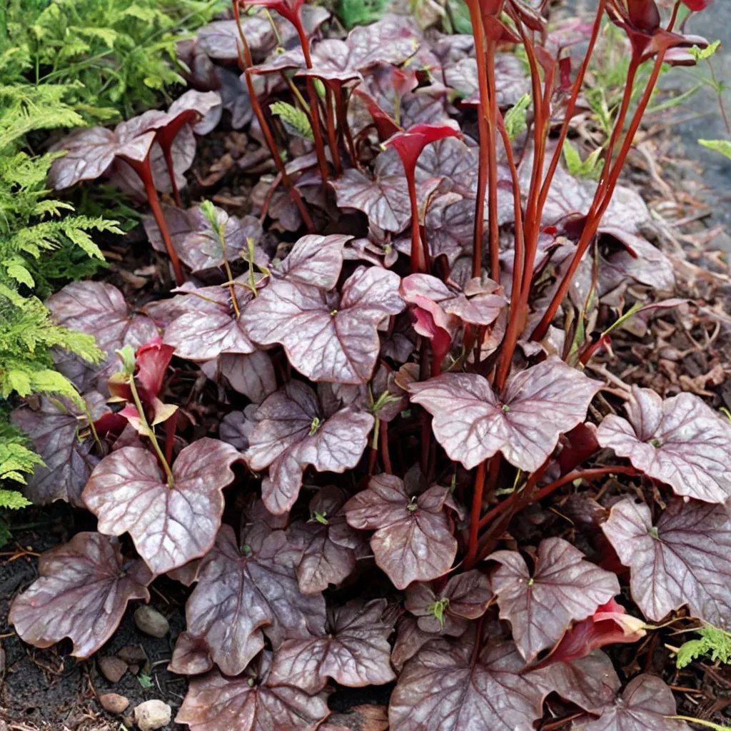 Heuchera x hybrida 'Ruby Veil'
