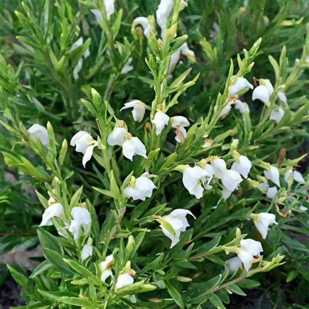 Salvia greggii 'Texas Wedding'