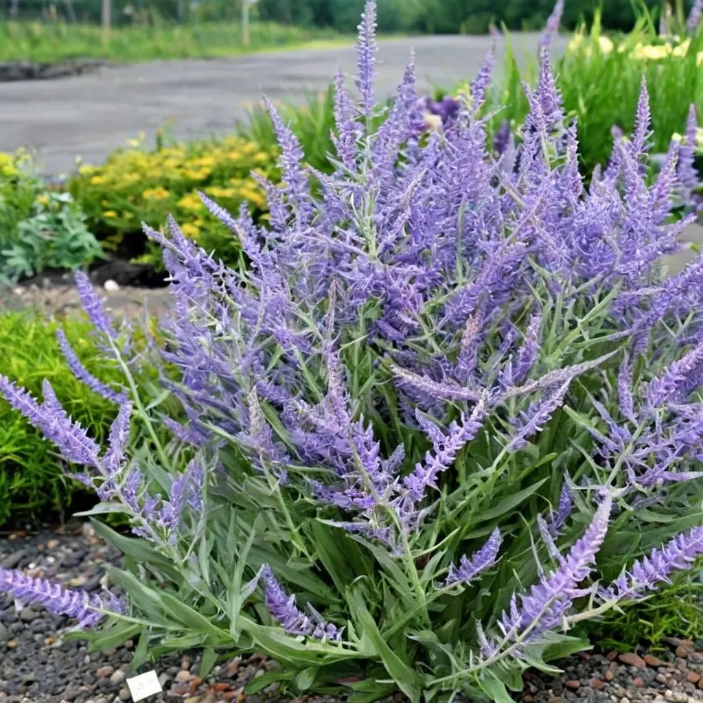 Perovskia atriplicifolia 'CrazyBlue'