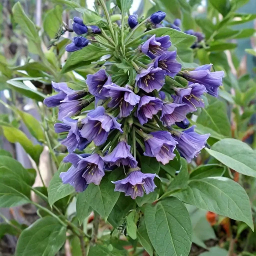 Iochroma cyanea 'Royal Blue'
