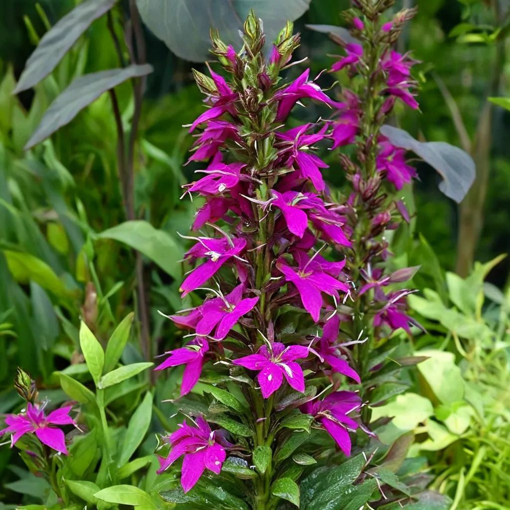 Lobelia x hybrida 'Tania'