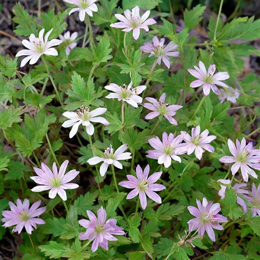 Geranium x oxonianum 'Katherine Adele'