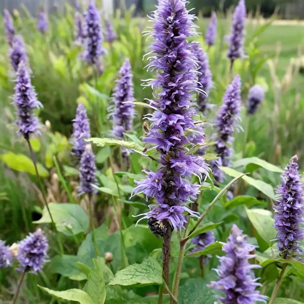 Agastache foeniculum 'Violet'
