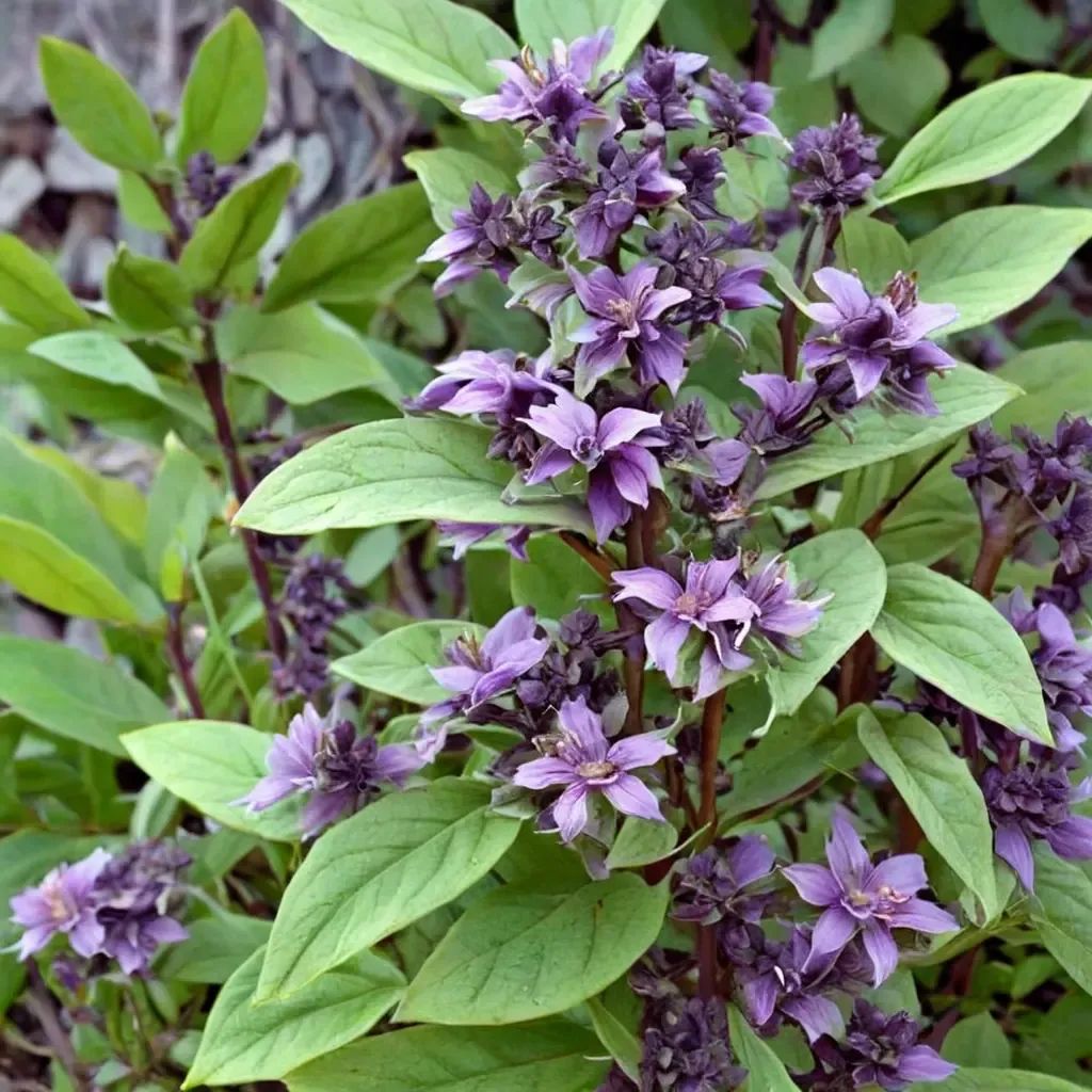 Ocimum basilicum 'African Blue'