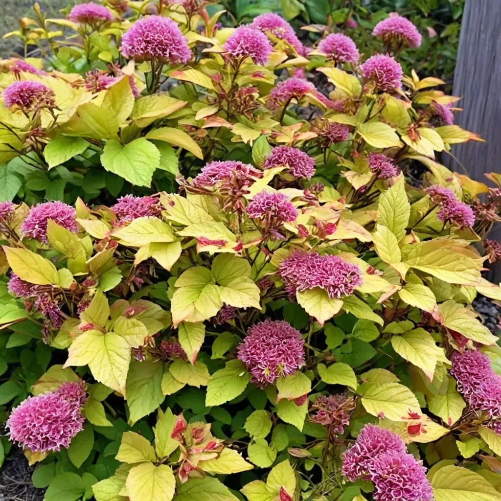 Spiraea japonica 'Magic Carpet'