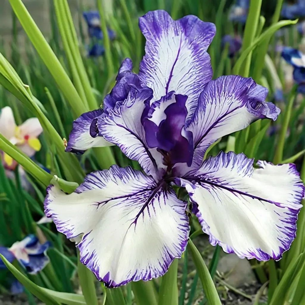 Iris germanica 'Orinoco Flow'