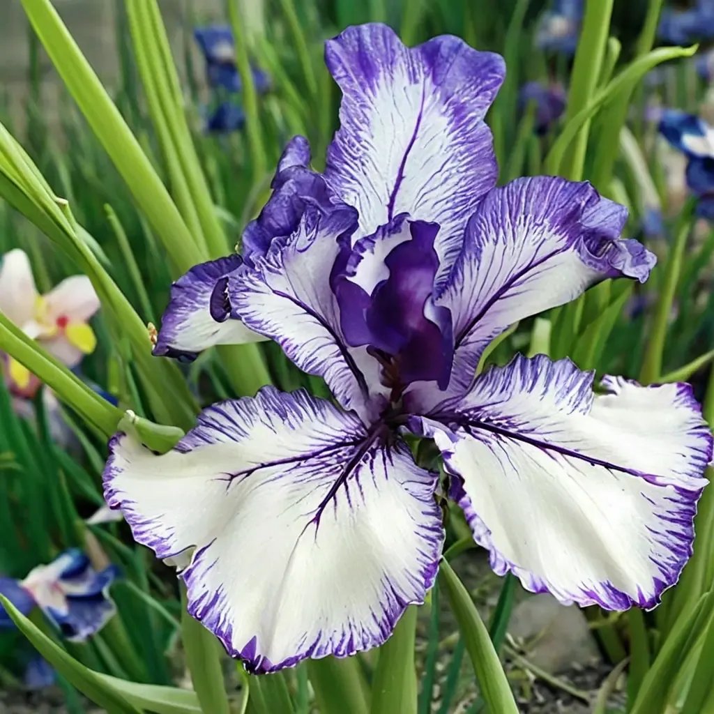 Iris x germanica 'Orinoco Flow'