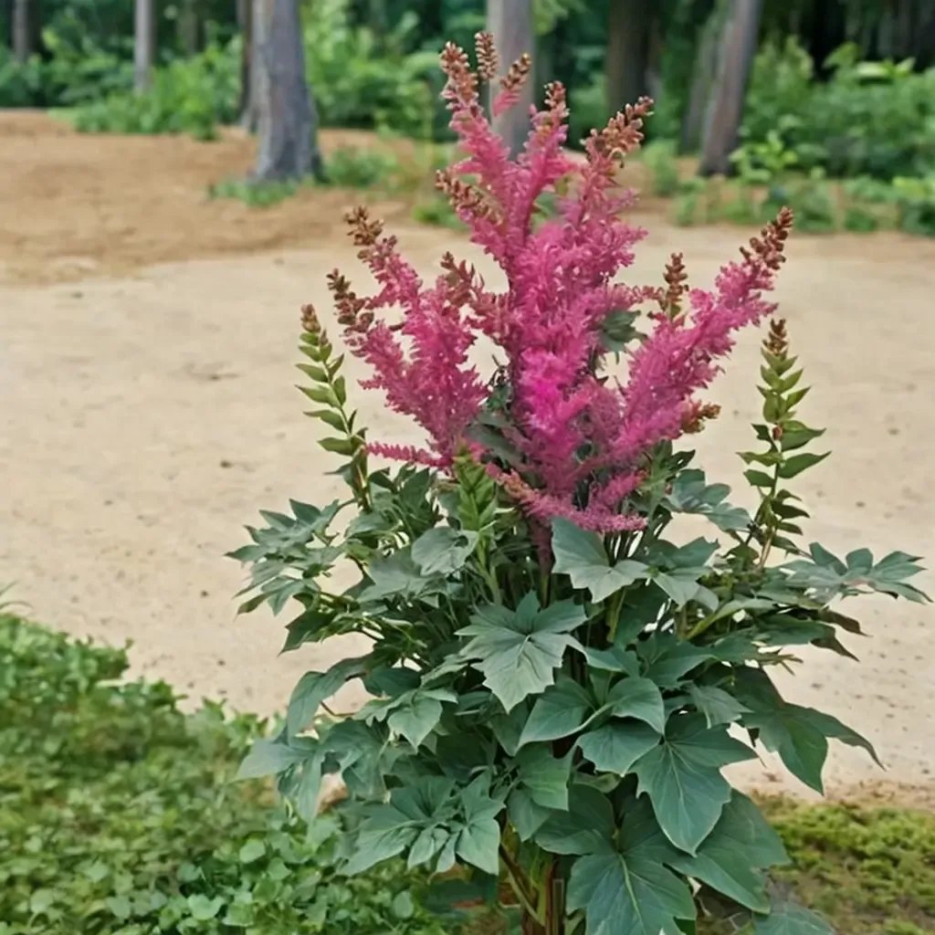 Astilbe astilbe 'Stand and Deliver'