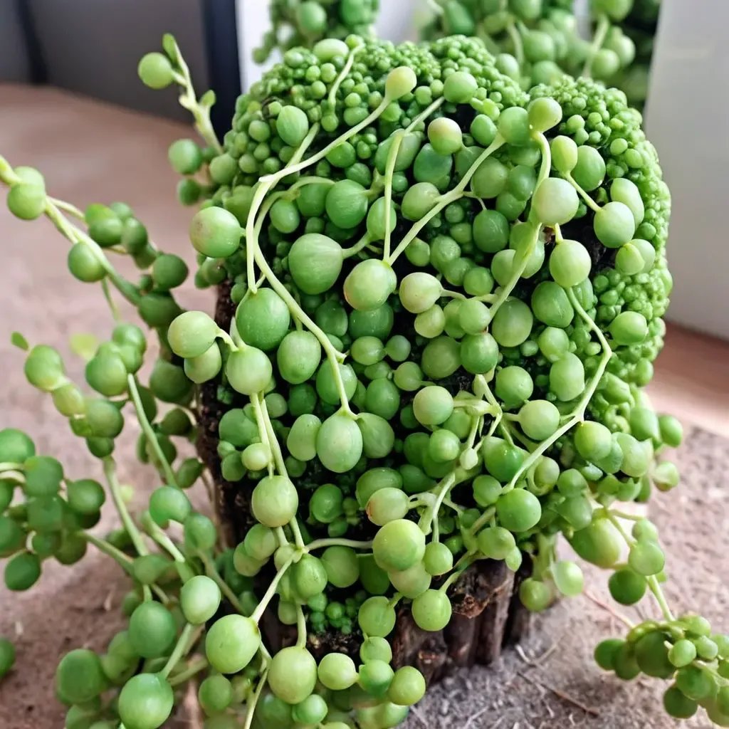 Senecio rowleyanus