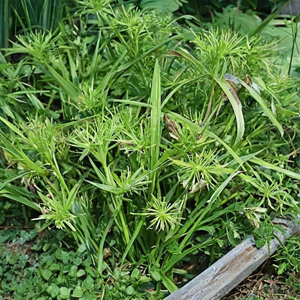Cyperus albostriatus 'Nanus'