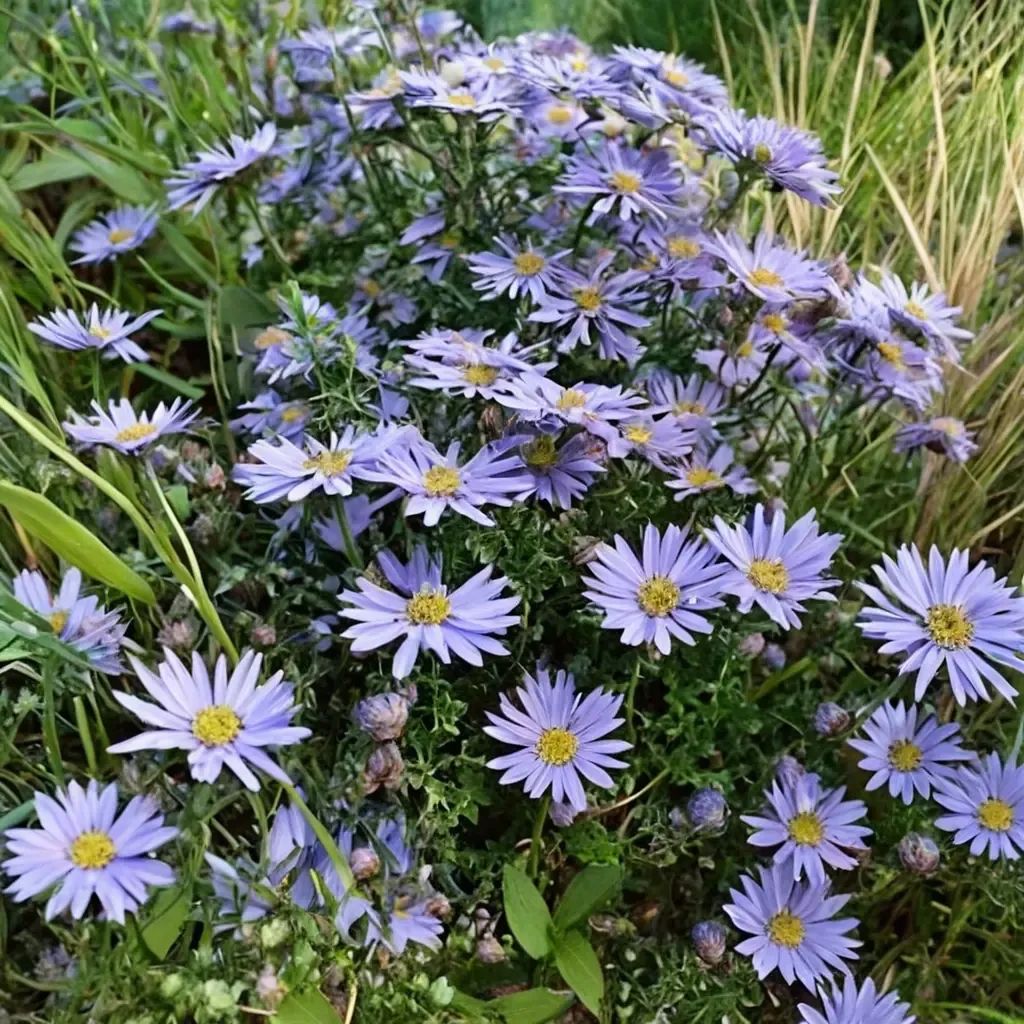 Aster novi-belgii
