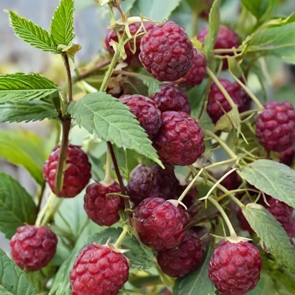 Rubus idaeus 'Crimson Night'